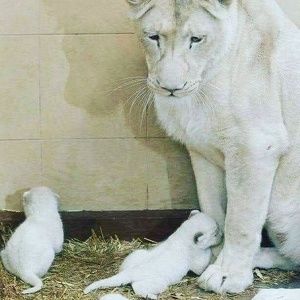 Meet your Posher, Hadassah mirto